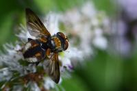 Ectophasia crassipennis