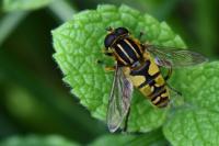 Helophilus pendulus