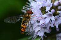 Episyrphus balteatus