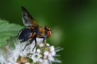 Ectophasia crassipennis