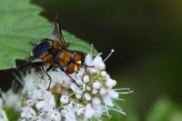Ectophasia crassipennis