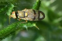 Urophora stylata