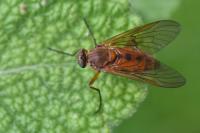 Rhagio tringarius