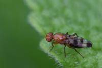 Geomyza tripunctata