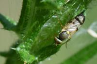 Urophora stylata