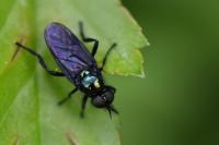 Actina chalybea