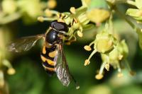 Didea fasciata