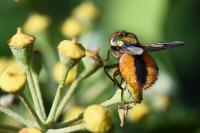 Ectophasia crassipennis