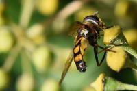 Didea fasciata