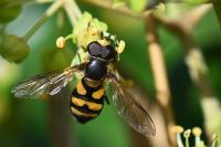 Didea fasciata
