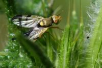 Urophora stylata