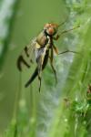 Urophora stylata