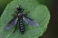 Dioctria atricapilla