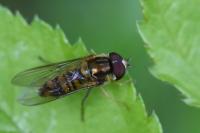 Episyrphus balteatus