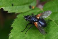 Zophomyia temula