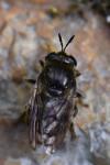 Microdon analis/major