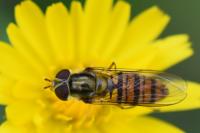 Episyrphus balteatus
