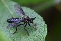 Dioctria atricapilla