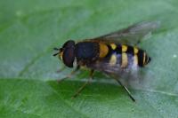 Syrphus vitripennis