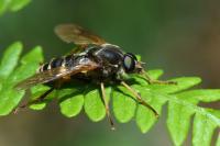 Coenomyia ferruginea
