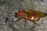 Coenomyia ferruginea