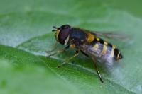 Syrphus vitripennis