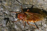 Coenomyia ferruginea