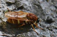 Coenomyia ferruginea