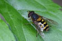Syrphus vitripennis