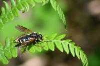 Coenomyia ferruginea