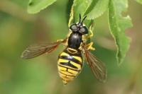 Chrysotoxum cautum