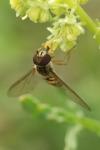 Episyrphus balteatus