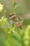 Episyrphus balteatus