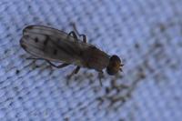 Opomyza florum
