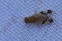 Tephritis bardanae