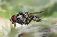 Anthomyia procellaris