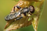 Syritta pipiens