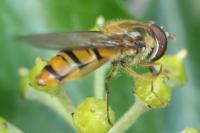 Episyrphus balteatus