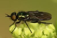 Actina chalybea
