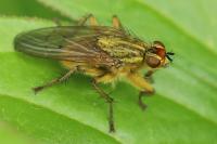 Scathophaga stercoraria