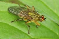 Scathophaga stercoraria