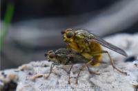 Scathophaga stercoraria