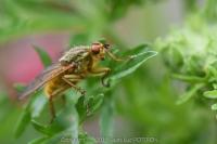 Scathophaga stercoraria