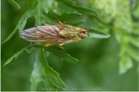 Scathophaga stercoraria