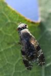 Tephritis vespertina