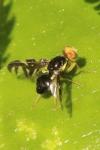 Euleia heraclei