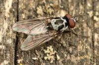 Anthomyia procellaris