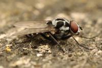 Anthomyia procellaris