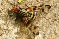 Otites porcus