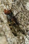 Otites porcus